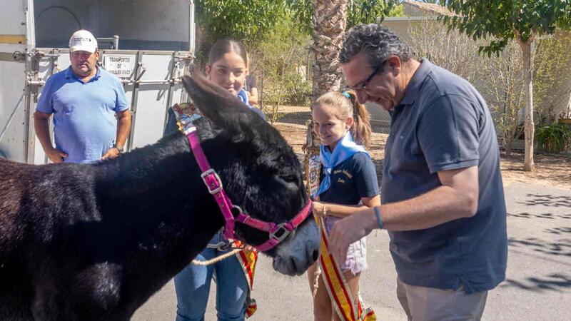 Escatología y fiesta se dan la mano en la Ermita de Sanç de Benidorm en ‘La cagà de la burra’