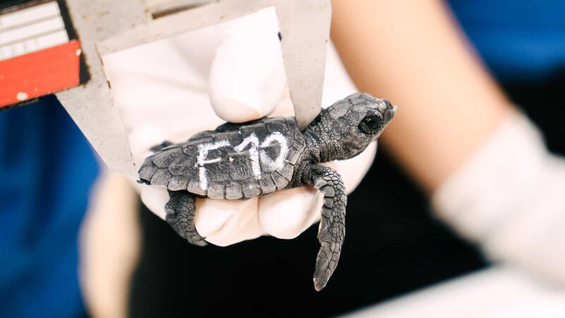Eclosionan los huevos de la tortuga boba que desovó en verano en la playa de Poniente