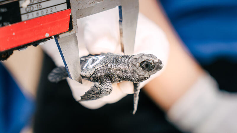Eclosionan los huevos de la tortuga boba que desovó en verano en la playa de Poniente