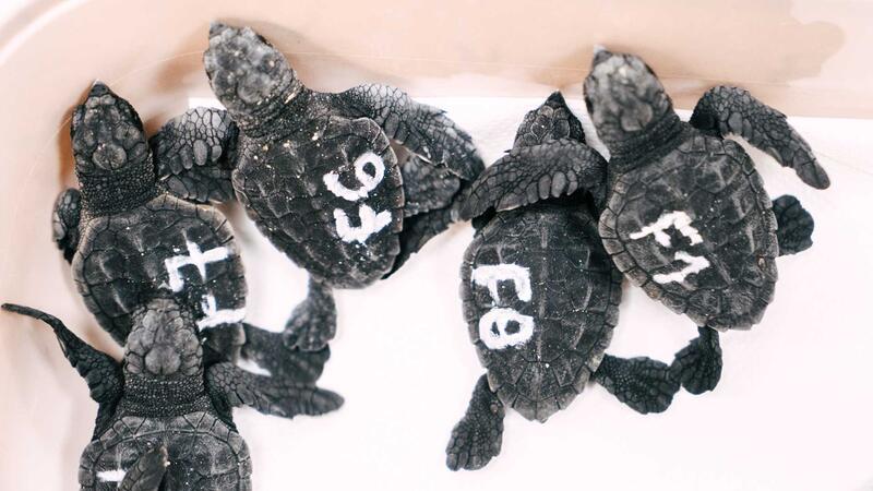 Eclosionan los huevos de la tortuga boba que desovó en verano en la playa de Poniente