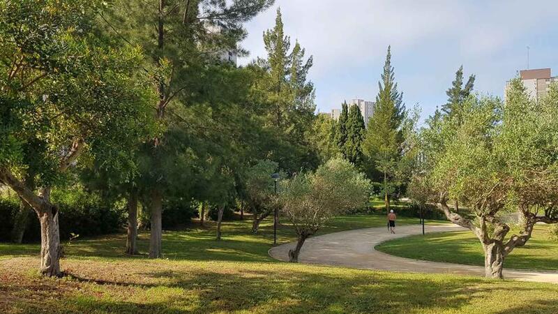 Benidorm invertix 50.000 euros en la plantació de nou arbrat en parcs i vies urbanes