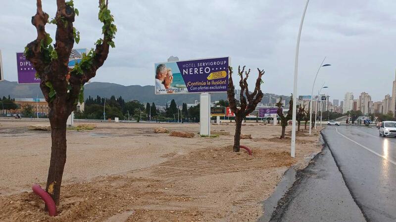 Benidorm invertix 50.000 euros en la plantació de nou arbrat en parcs i vies urbanes