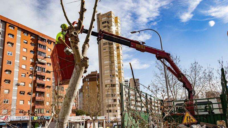 Benidorm inicia la poda d
