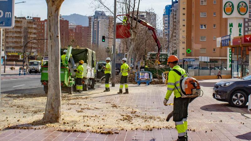 Benidorm inicia la poda d