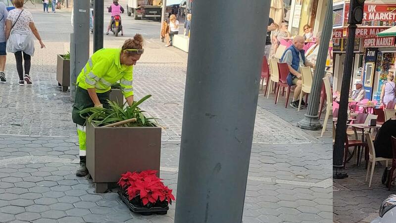 Benidorm decora las calles de la ciudad con la colocación de cerca de 10.000 plantas ornamentales