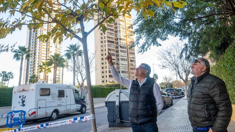 Benidorm sustituirá 250 árboles dañados en Els Tolls y el Rincón de Loix