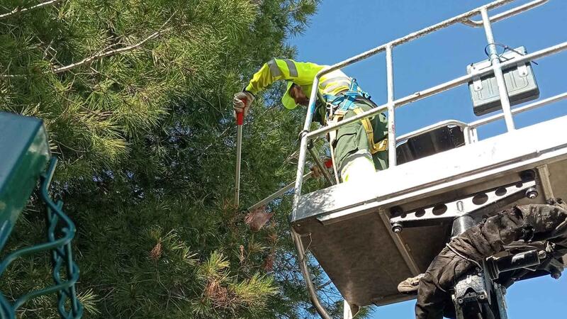 Benidorm undertakes preventive measures to avoid the appearance of the pine processionary