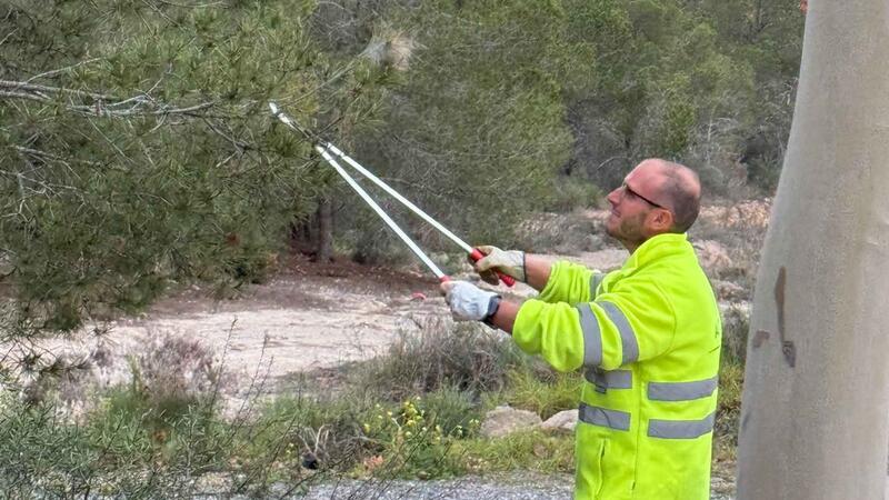Benidorm undertakes preventive measures to avoid the appearance of the pine processionary