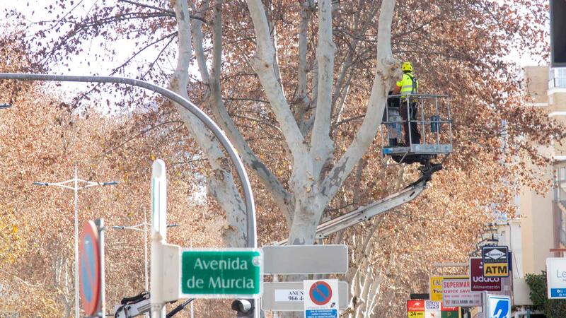 Benidorm plantará cerca de 400 nuevos árboles en lugares donde hayan desaparecido ejemplares por enfermedad o actos vandálicos  
