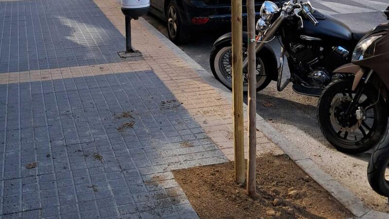 Benidorm plantará cerca de 400 nuevos árboles en lugares donde hayan desaparecido ejemplares por enfermedad o actos vandálicos  