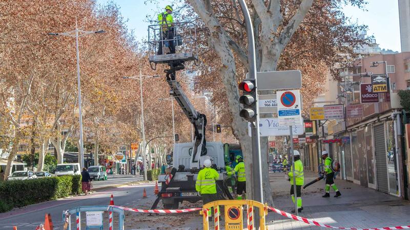 Benidorm plantará cerca de 400 nuevos árboles en lugares donde hayan desaparecido ejemplares por enfermedad o actos vandálicos  