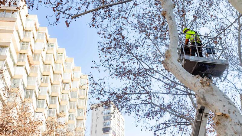 Benidorm plantará cerca de 400 nuevos árboles en lugares donde hayan desaparecido ejemplares por enfermedad o actos vandálicos  