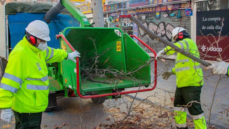 Benidorm plantará cerca de 400 nuevos árboles en lugares donde hayan desaparecido ejemplares por enfermedad o actos vandálicos  