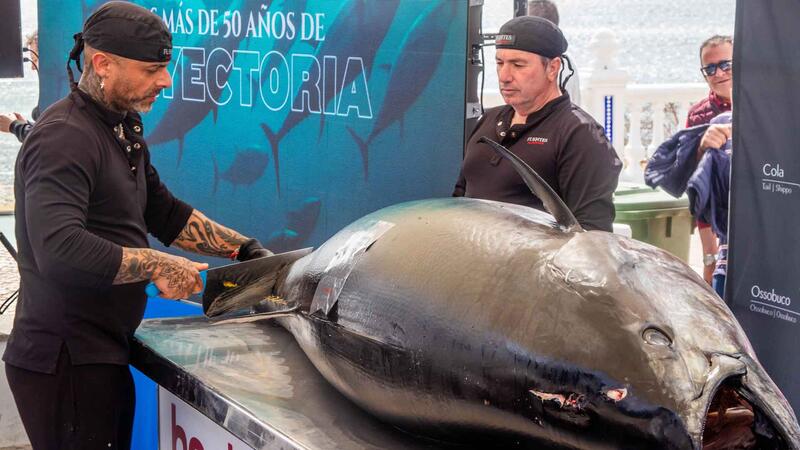 El Benidorm Gastronòmic inaugura les seues cinquenes Jornades de la Tonyina amb el ronqueig d