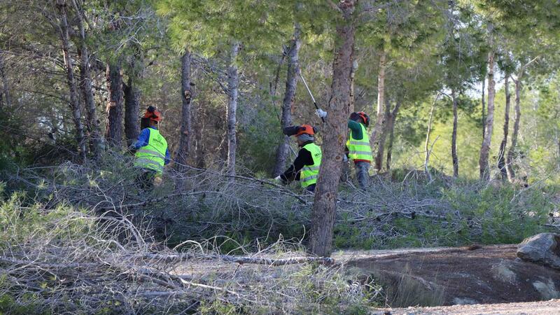 El pleno de Benidorm aprobará el lunes licitar el nuevo contrato de parques y jardines