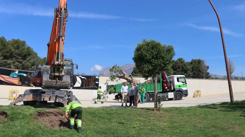 Benidorm inicia la replantación del ficus que un vendaval arrancó del Parque de Elche hace 15 años  
