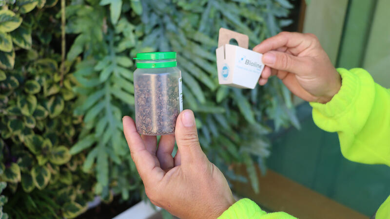 Benidorm emplea ‘insectos útiles’ para controlar las plagas en el arbolado y jardines locales
