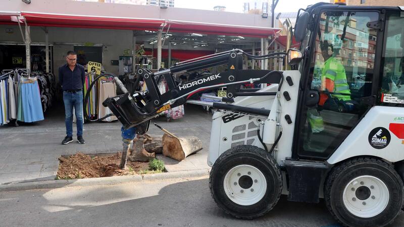 Benidorm replanta prop de 400 arbres danyats per malalties o vandalisme