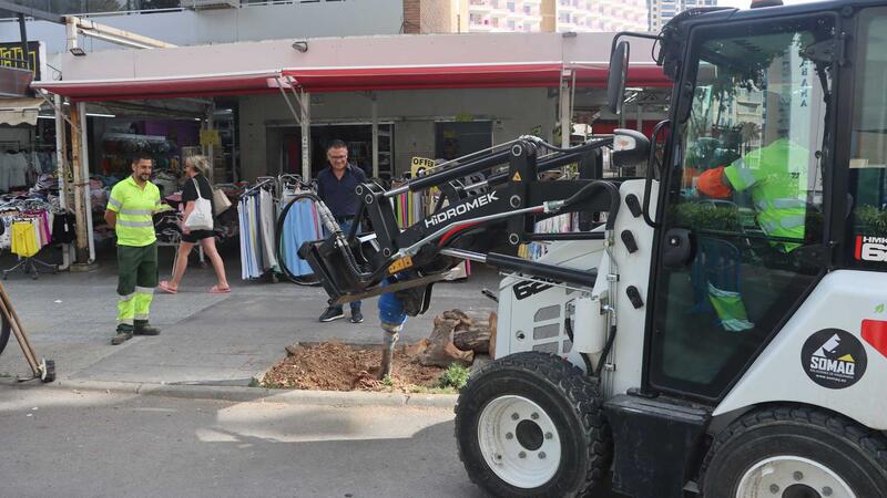 Benidorm replanta prop de 400 arbres danyats per malalties o vandalisme
