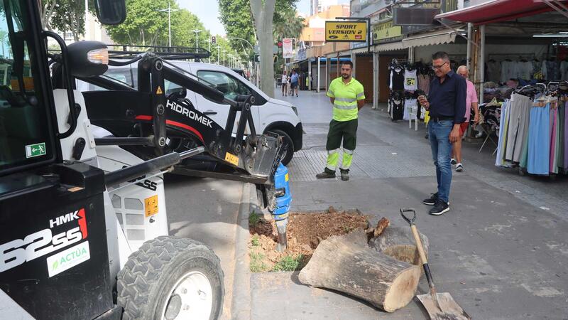 Benidorm replanta prop de 400 arbres danyats per malalties o vandalisme