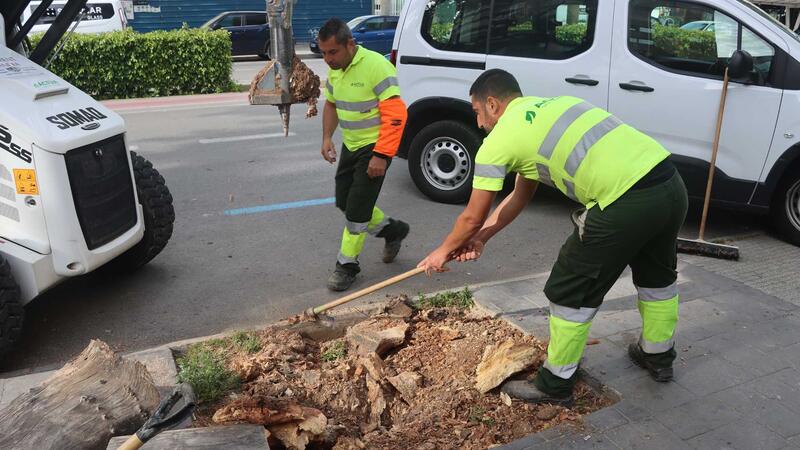Benidorm replanta prop de 400 arbres danyats per malalties o vandalisme