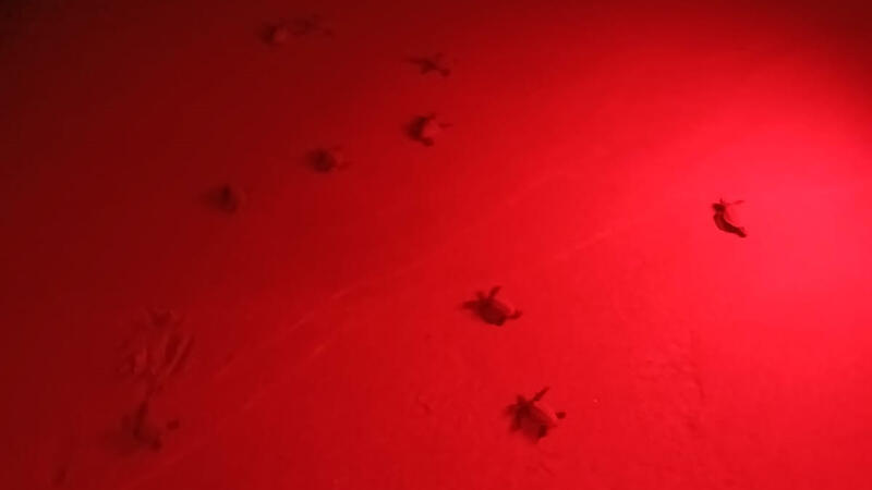 Nacen varias decenas de ejemplares de tortuga boba en la playa de Levante de Benidorm