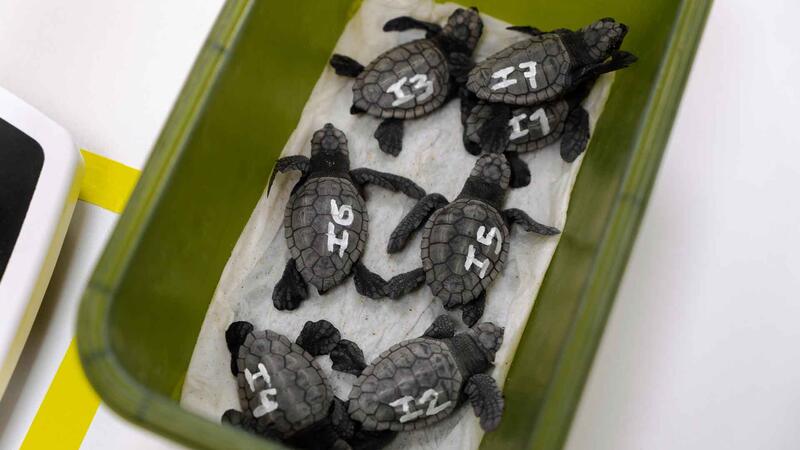 Nacen varias decenas de ejemplares de tortuga boba en la playa de Levante de Benidorm
