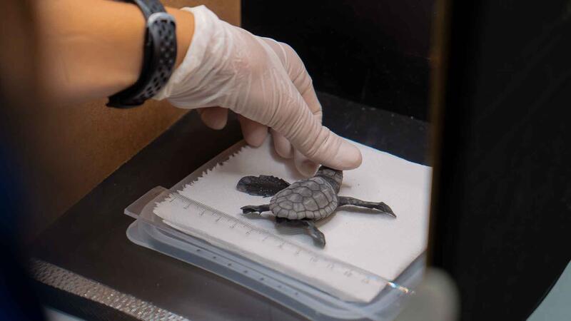 Nacen varias decenas de ejemplares de tortuga boba en la playa de Levante de Benidorm