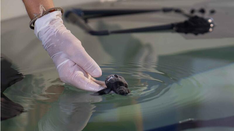 Nacen varias decenas de ejemplares de tortuga boba en la playa de Levante de Benidorm