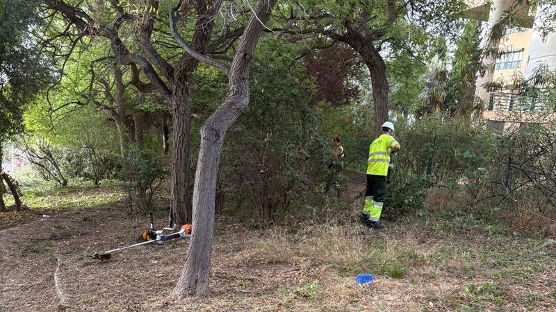 Benidorm is taking action on a forest plot in Murtal to protect the area from possible fires