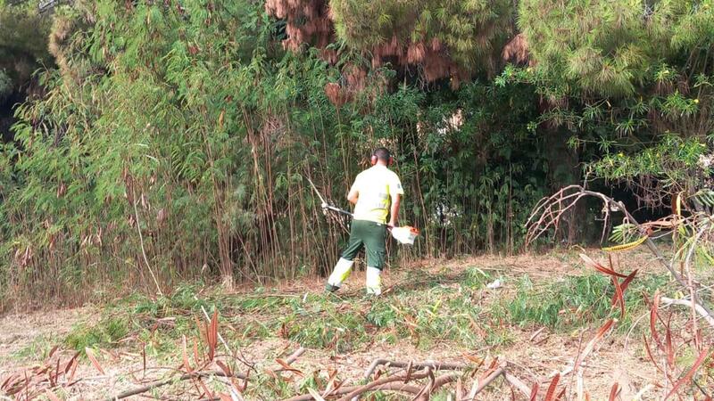 Benidorm is taking action on a forest plot in Murtal to protect the area from possible fires