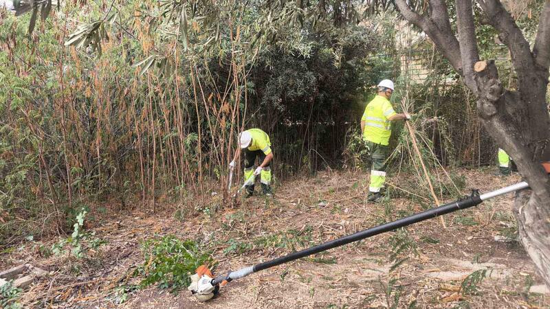Benidorm is taking action on a forest plot in Murtal to protect the area from possible fires