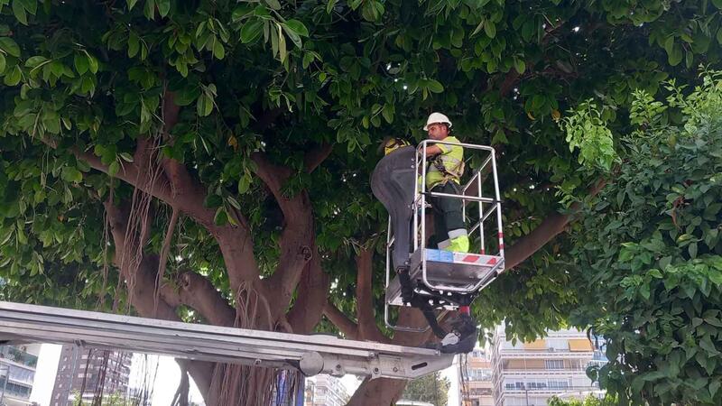 Benidorm inicia actuaciones de mejora en las zonas verdes y arbolado de la ciudad antes del nuevo contrato de parques y jardines