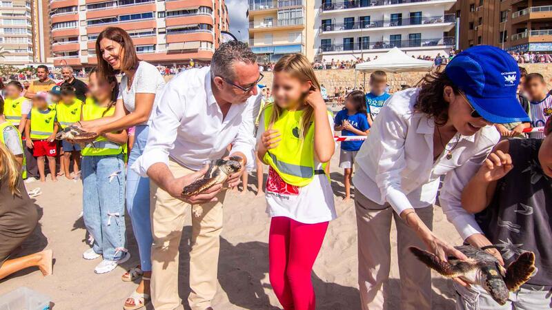 Benidorm devuelve al mar nueve ejemplares de tortuga boba que nacieron hace un año en la playa de Poniente 