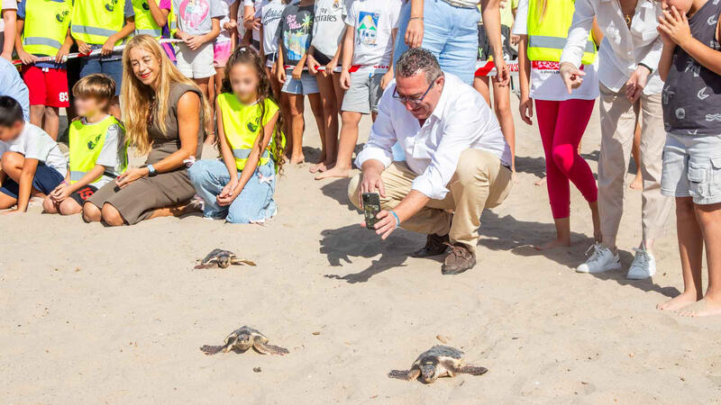 Benidorm devuelve al mar nueve ejemplares de tortuga boba que nacieron hace un año en la playa de Poniente 