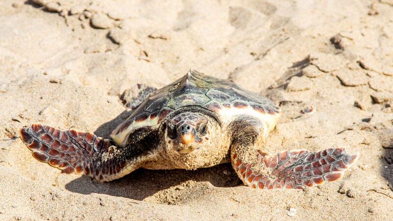 Benidorm devuelve al mar nueve ejemplares de tortuga boba que nacieron hace un año en la playa de Poniente 