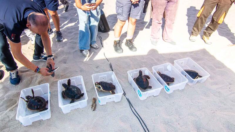 Benidorm devuelve al mar nueve ejemplares de tortuga boba que nacieron hace un año en la playa de Poniente 
