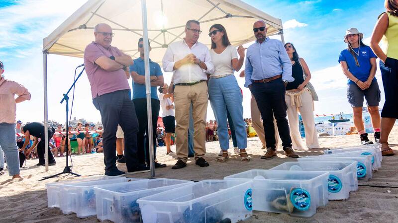 Benidorm devuelve al mar nueve ejemplares de tortuga boba que nacieron hace un año en la playa de Poniente 