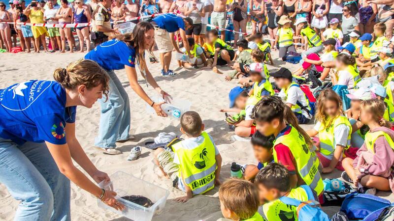 Benidorm devuelve al mar nueve ejemplares de tortuga boba que nacieron hace un año en la playa de Poniente 