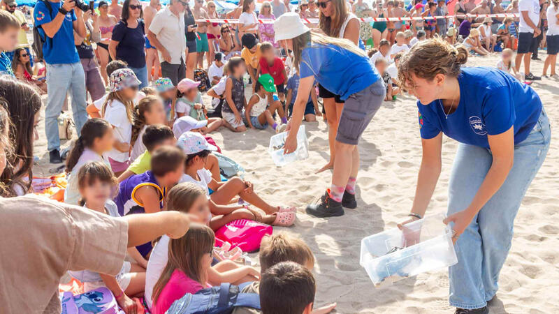 Benidorm devuelve al mar nueve ejemplares de tortuga boba que nacieron hace un año en la playa de Poniente 