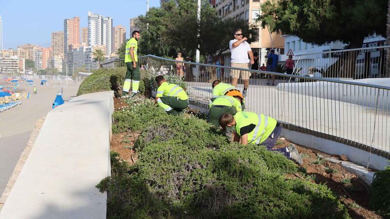 Benidorm improves the decoration of cemeteries and flowerbeds with more than 12,000 plants