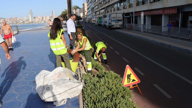 Benidorm improves the decoration of cemeteries and flowerbeds with more than 12,000 plants