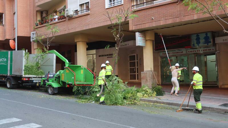 Benidorm comienza una campaña de poda de arbolado que se prolongará hasta mediados de marzo