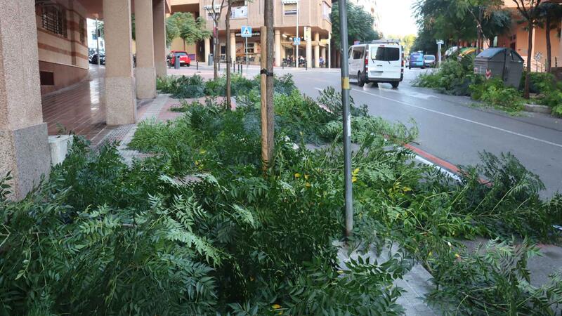 Benidorm comienza una campaña de poda de arbolado que se prolongará hasta mediados de marzo