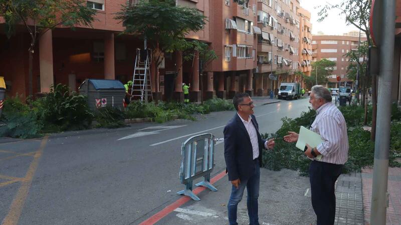 Benidorm comienza una campaña de poda de arbolado que se prolongará hasta mediados de marzo