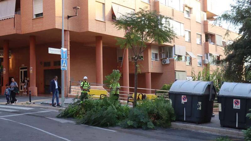 Benidorm comienza una campaña de poda de arbolado que se prolongará hasta mediados de marzo