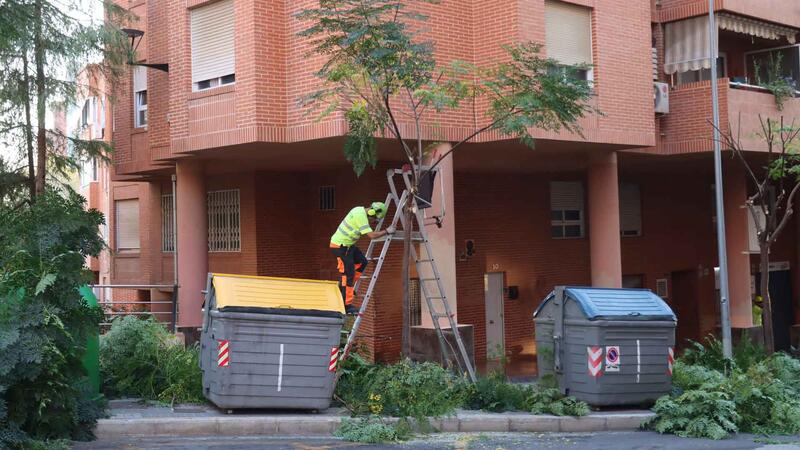 Benidorm comienza una campaña de poda de arbolado que se prolongará hasta mediados de marzo