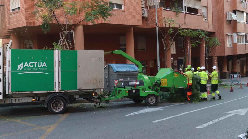 Benidorm comienza una campaña de poda de arbolado que se prolongará hasta mediados de marzo