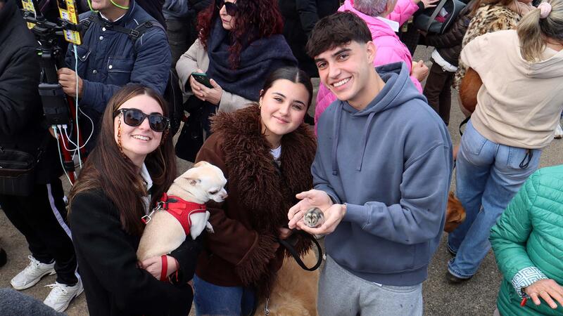 La bendición de los animales protagoniza el día grande de la Festa de Sant Antoni en Benidorm