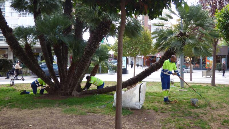 Benidorm realitza una plantació d